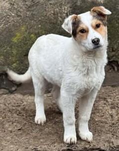 Adina - Hübsches Hundekind Adina - Hunde - Königsbach-Stein 