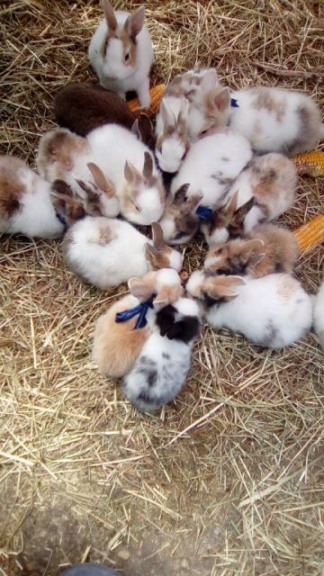 Hasenbabys zu verschenken