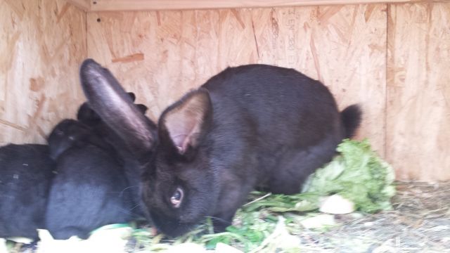 Riesen Rammler  - Hasen Kaninchen - germering