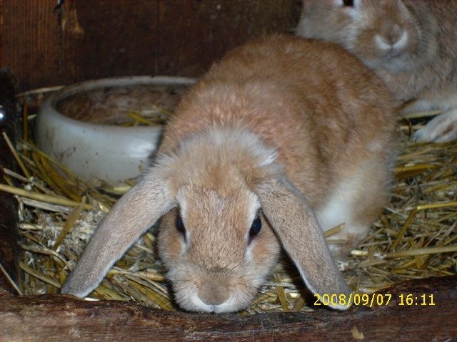 Zwergkaninchen - Hasen Kaninchen - Mülheim-Kärlich