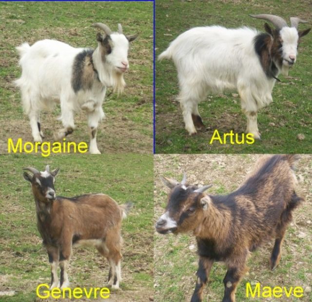 Zwergziegen zu verkaufen - Nutztiere - Diex