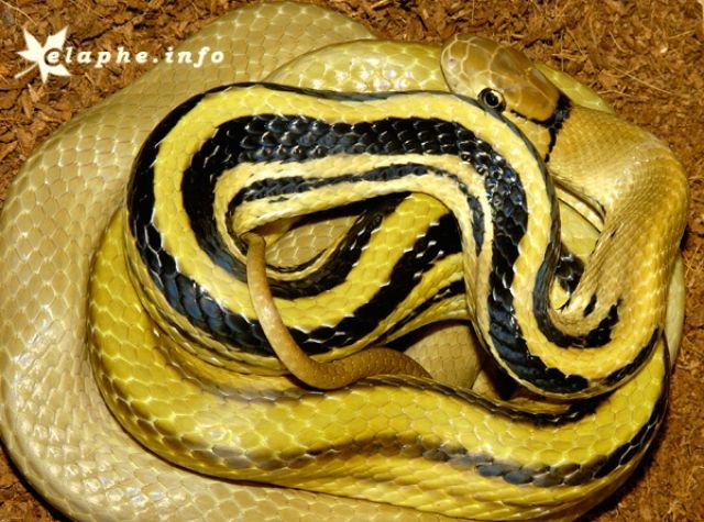 1,1 Strahlennatter Coelognatus radiatus gelbe Farbvariante - Reptilien - Elmshorn
