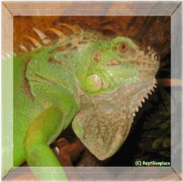 2 Grüne leguane mit pap.auch einzelnd zu verkaufen - Reptilien - mölln