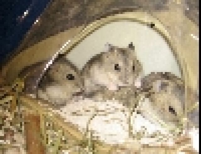 Dschungarische Zwerghamster - Hamster - Köln