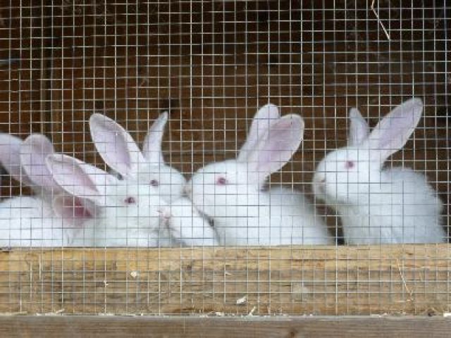 Deutsche riesen  jungtiere  - Hasen Kaninchen - recklinghausen 