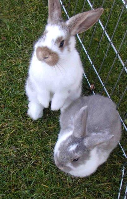 2 ganz Süße Widder-Häschen suchen ein neues Zuhause - Nagetiere Allgemein - Dettelbach