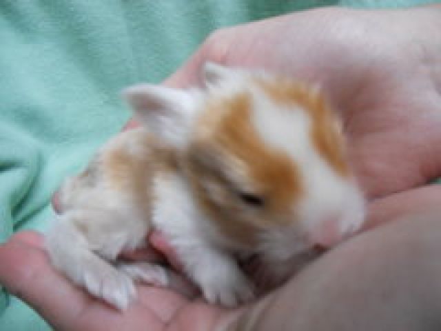 12 kleine bunte Satinwidder / Satin-Löwenwidder - Hasen Kaninchen - Perscheid