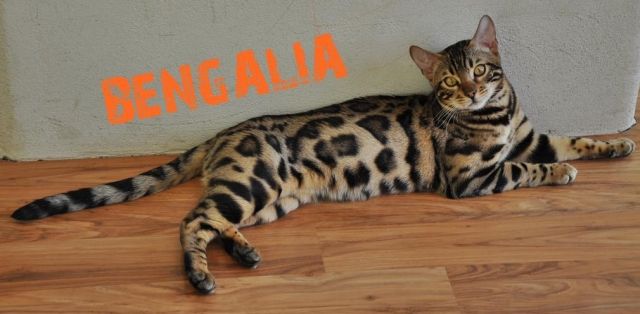 Bengalkatzen mit XXL Rosetten von BENGALIA - Katzen - Münchberg