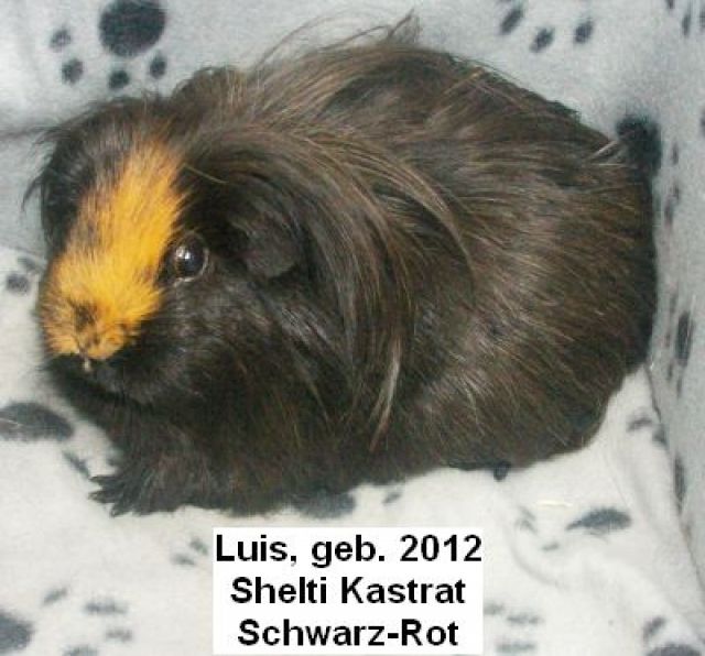 Braver, kastrierter Shelti-Meeri-Bube - Meerschweinchen - Mutterstadt