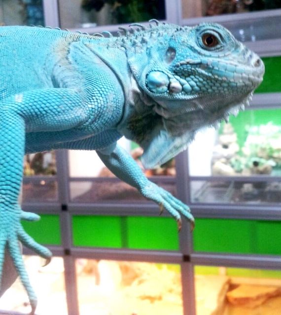Blaue Leguane Axantisch - Reptilien - Castrop-Rauxel