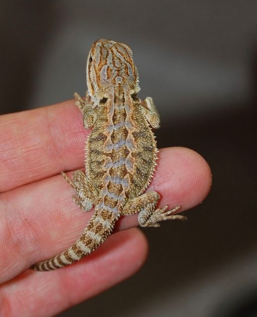 Prachtvolle farbige Bartagamenbabys  06/09  - Terrarien - Weilheim