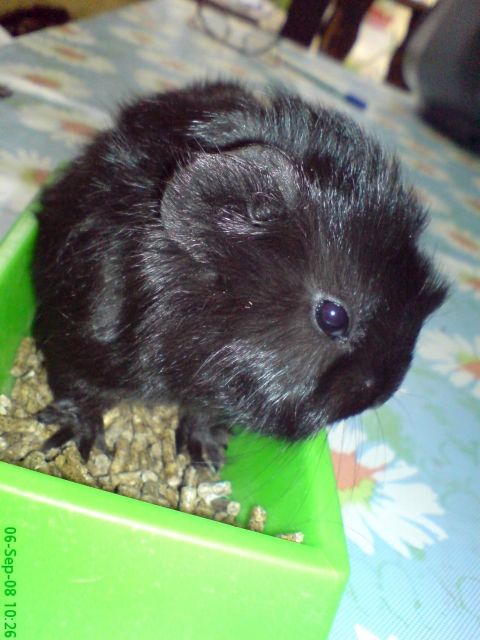 Meerschweine - Meerschweinchen - Aschersleben OT Freckleben