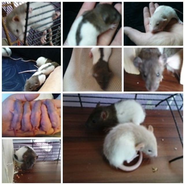 Juchuuu unsere rattenjungen sind nun alt genug um in ein neues heim zu ziehen :D - Ratten - Gelsenkirchen
