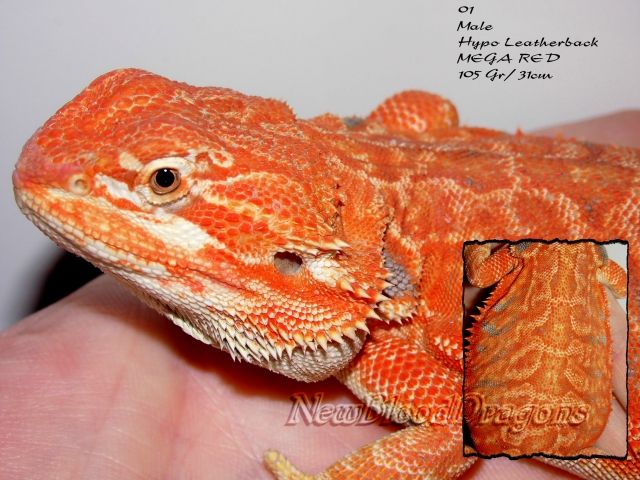 Bartagamen in super Farben , verschiedene Größen - Reptilien - mönchengladbach