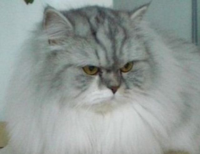 Zauberhafte Perserdame in Silver-Tabby  - Katzen - Kirchhain