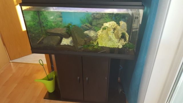 Aquarium Eheim 180 Liter zum Verkauf inkl. Fische - Aquarien und Zubehoer - Alte Reutstraße 13