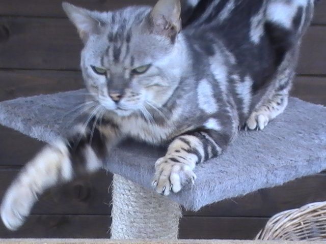Schöner Bengalkater abzugeben in gute Hände. - Haustiere - Wulkenzin