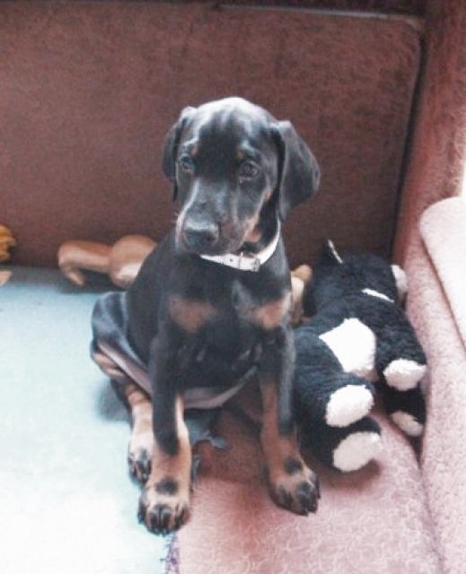 Dobermann Welpen - Hunde - viechtach