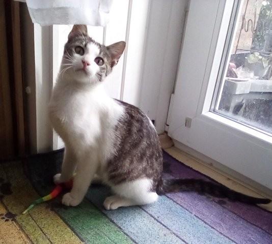Wurzel - ein verrücktes Katerkind zum Verlieben - Katzen - Königsbach-Stein 