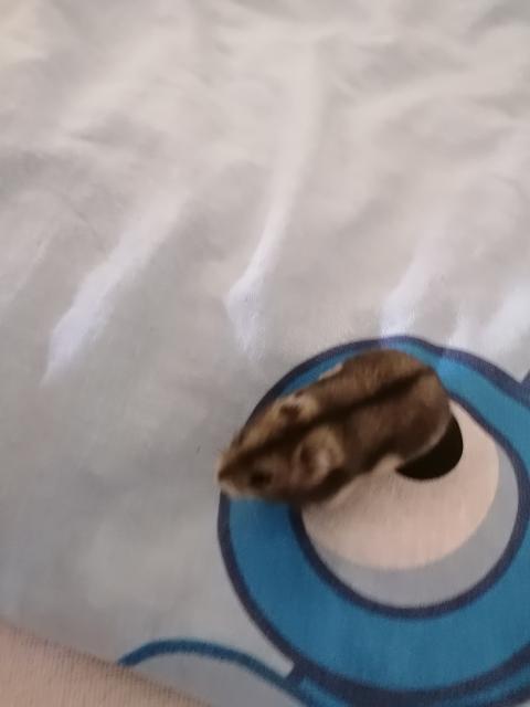 Zwerghamster zu Verkaufen  - Hamster - Moßbach 