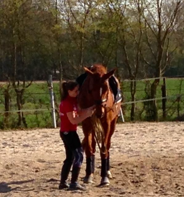 Liebe Fuchsstute sucht nette RB - Reitbeteiligung - Wegberg