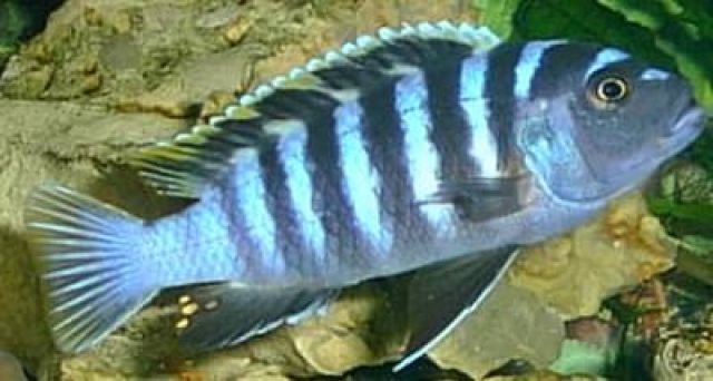 Cynotilapia Afra aus privater Hobbyzucht - Fische - Renningen