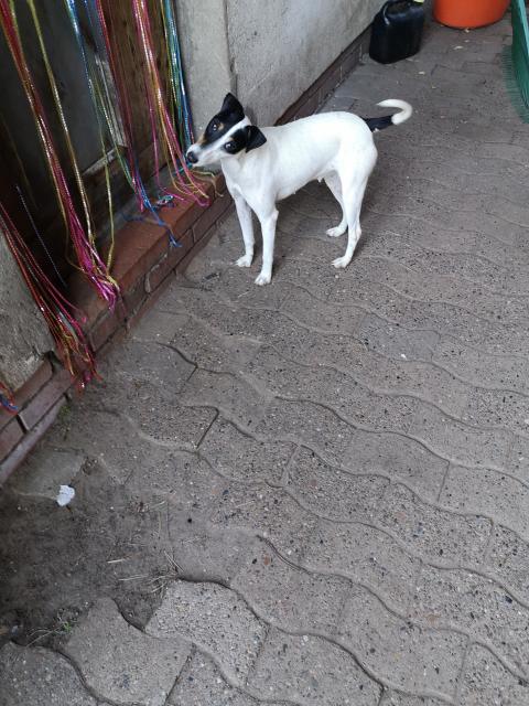 Lady sucht ein Zuhause - Hunde - Wagenfeld