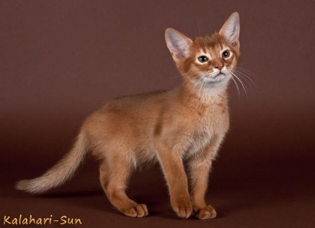 Abessinier var. Katerchen in leuchtendem sorrel - Katzen - Radevormwald