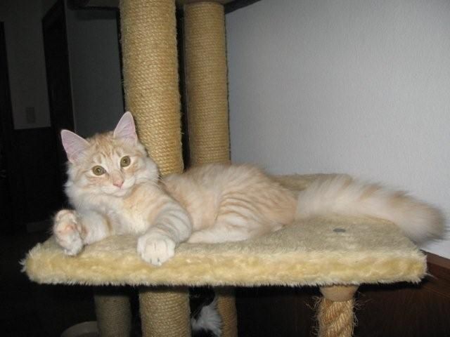 Nanouk und Ninjo suchen neues Bedienpersonal - Katzen - Elze
