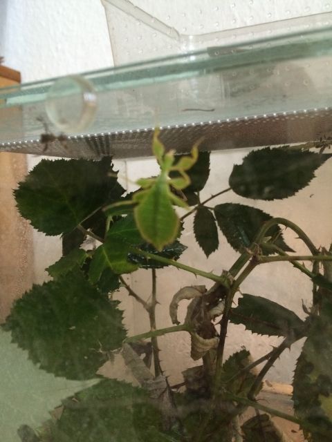 Wandelndes Blatt - Phyllium philippinicum - Insekten - Braunschweig