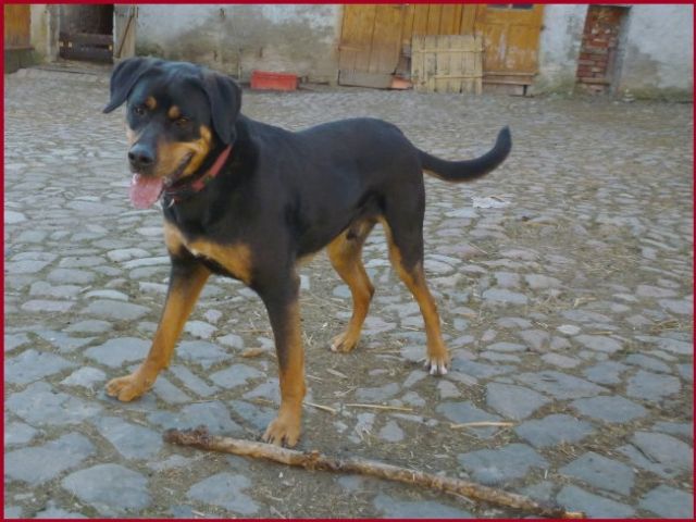 Senner / Rottweiler Mix  kastrierter Rüde, 3 Jahre  Bolek - Tiere In Not - Sachsen Anhalt