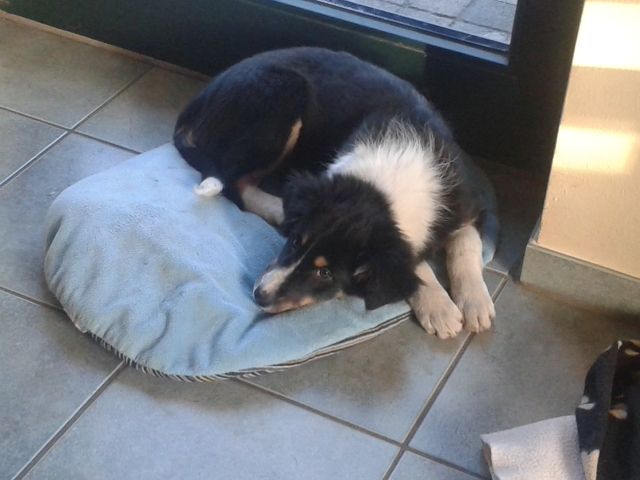 Hund border Collie - Hunde - Twisteden