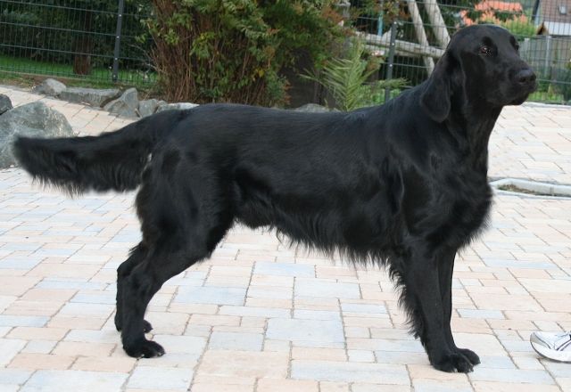 Flat Coated Retriever- Welpen in schwarz - Hunde - Lohra