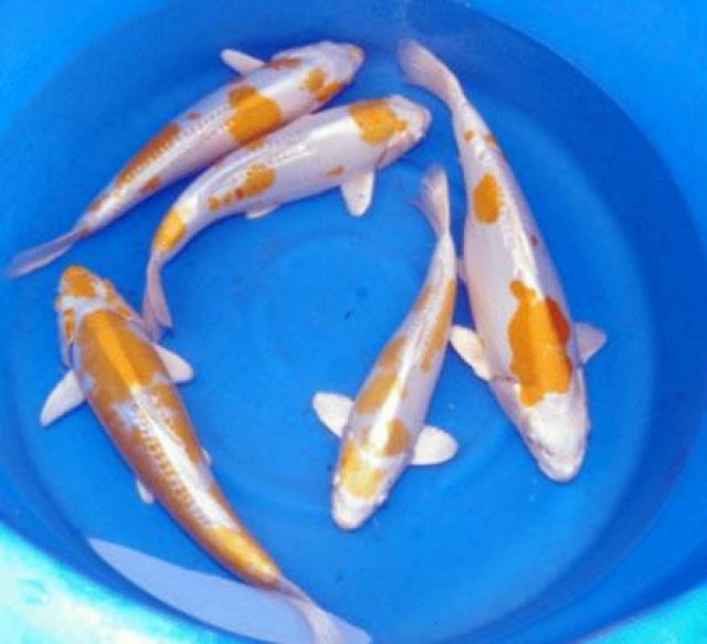 Koi,Koi,Koi günstig zu verkaufen // Fa.Fördefisch - Fische - Handewitt