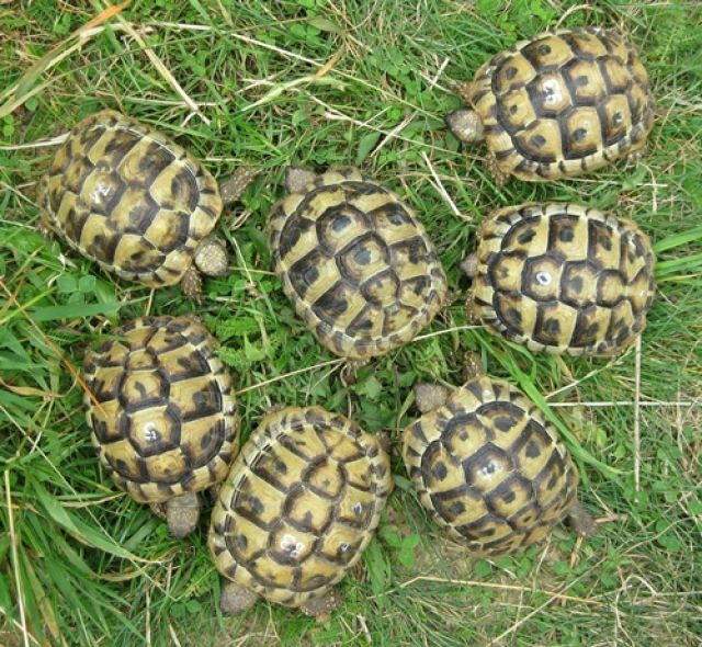 Griechische Landschildkröten - Reptilien - Fürstenwalde