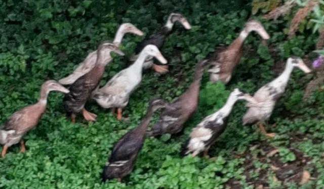 Laufenten - weiblich , indische laufenten 8 Monate jung, entwurmt abzugeben - Nutztiere - Bayern - Vöhringen