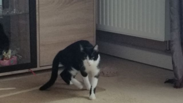 2 Kätzchen suchen ein neues Zuhause...DRINGEND     - Katzen - Memmingen