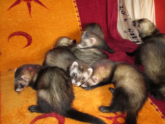 Wir, eine liebevolle Frettchen - Rasselbande suchen genau dich ... - Frettchen - Freiburg