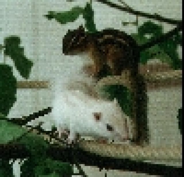 Weißes Streifenhörnchen gesucht - Sonst Nagetiere - Rinteln