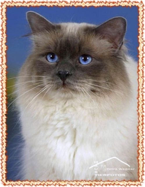 Hl. Birma Deckkater-World Ch.,aus England hat noch Decktermine frei  - Katzen - Duisburg