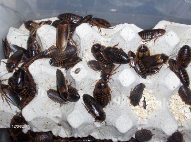 Argentinische Waldschaben - Insekten - Wurzbach