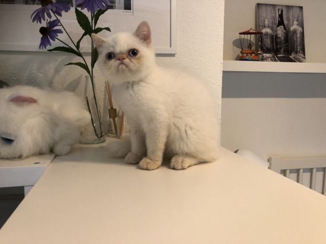SOLD  Matheo Exotic Shorthair Kater der Farbe Cream-Point - Katzen - Pyrbaum