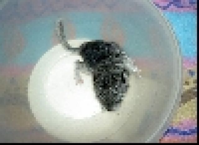 Chinchilla Ebony Mittel - Sonst Nagetiere - Lauf a. d. Pegnitz