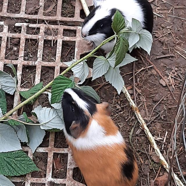 Meerschweinchen 5 Wochen alt - Meerschweinchen - Nordrhein-Westfalen - Gummersbach
