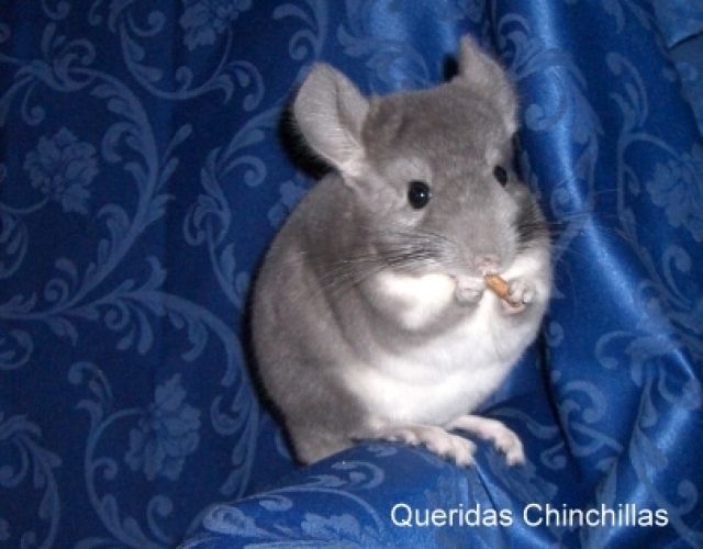 Chinchilla Böckchen BDT - Nagetiere Allgemein - Thomasberg