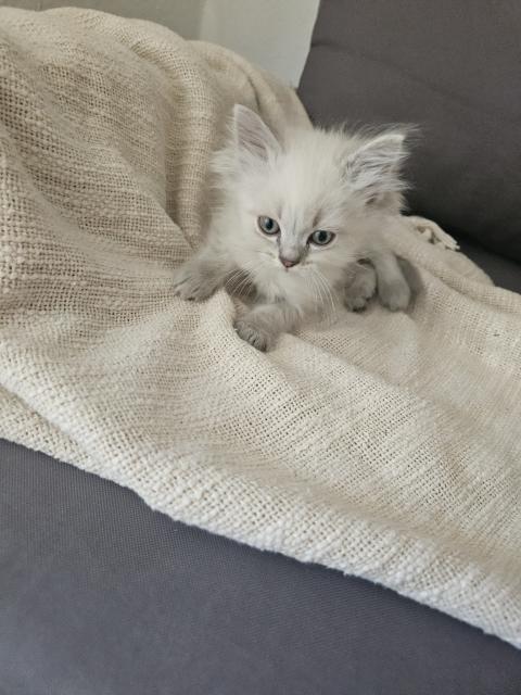 Babykatzen  - Katzen - Reinsfeld