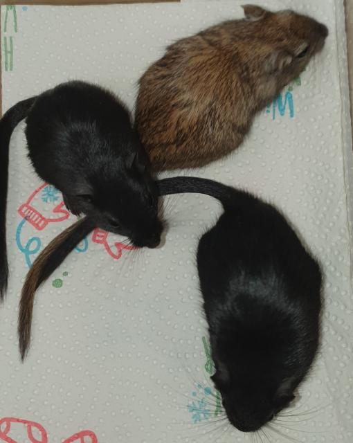 3er Gruppe Gerbils/Rennmäuse Mädels - Maeuse - Berlin