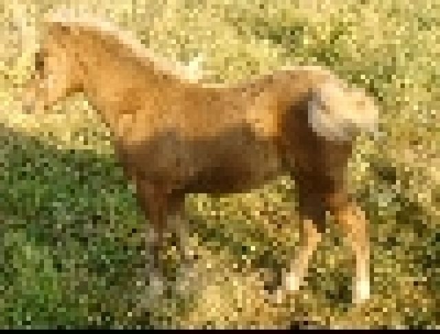Classic Pony Stutfohlen - Pferde - 