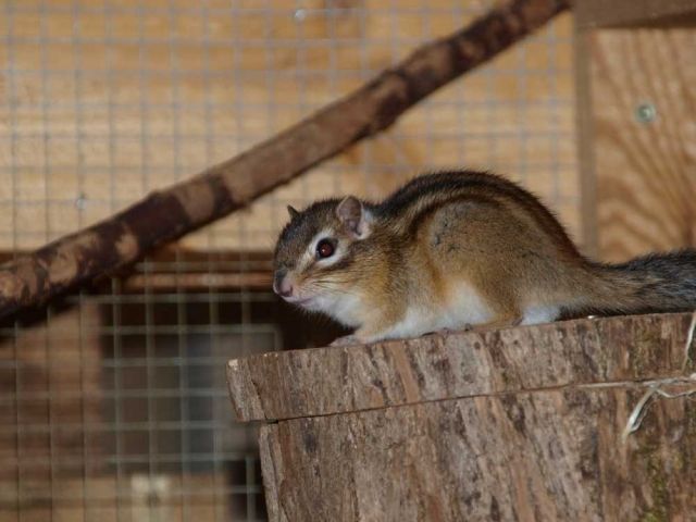 Notfall Streifenhörnchen - Sonst Nagetiere - Moosthenning