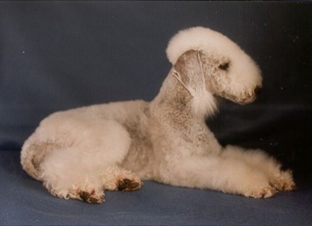 Bedlington Terrier Welpen - Rassehunde Terrier - Weiskirchen